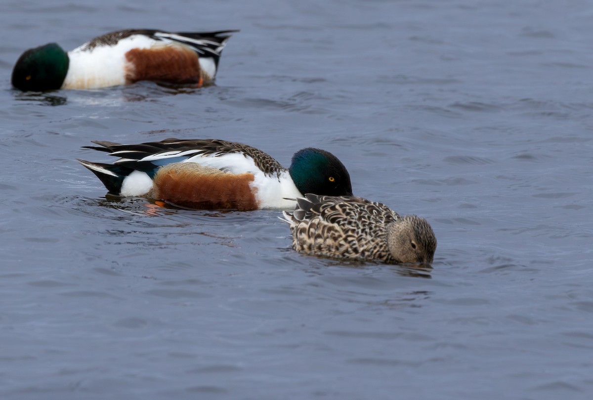 skjeand - ML646965367