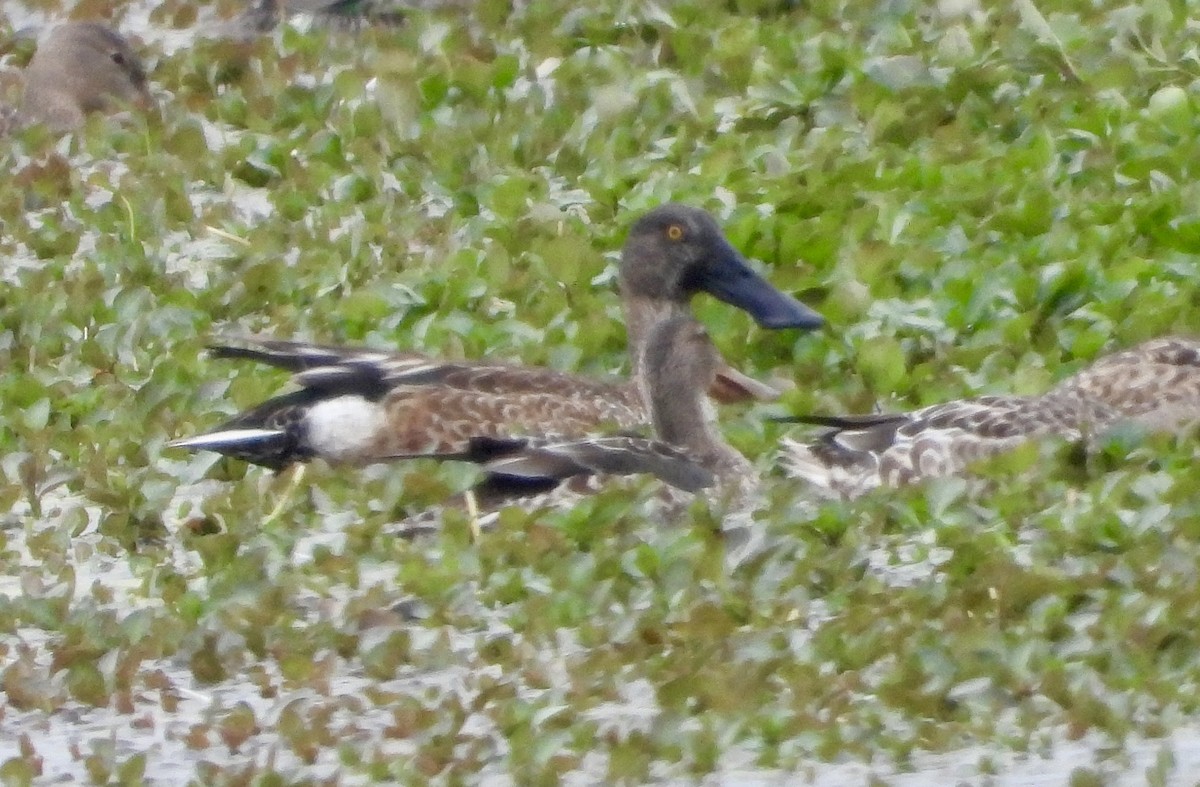 Northern Shoveler - ML646965370