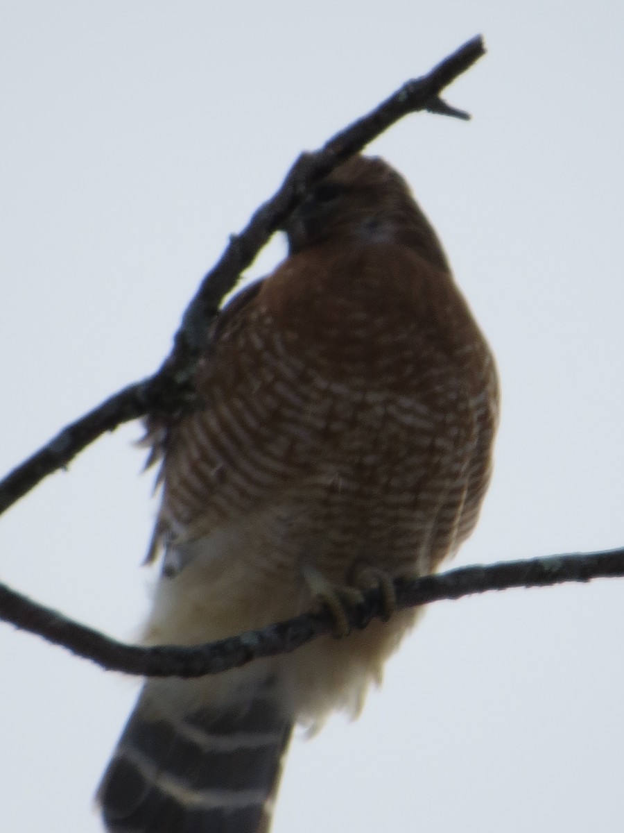 Red-shouldered Hawk - ML646965371