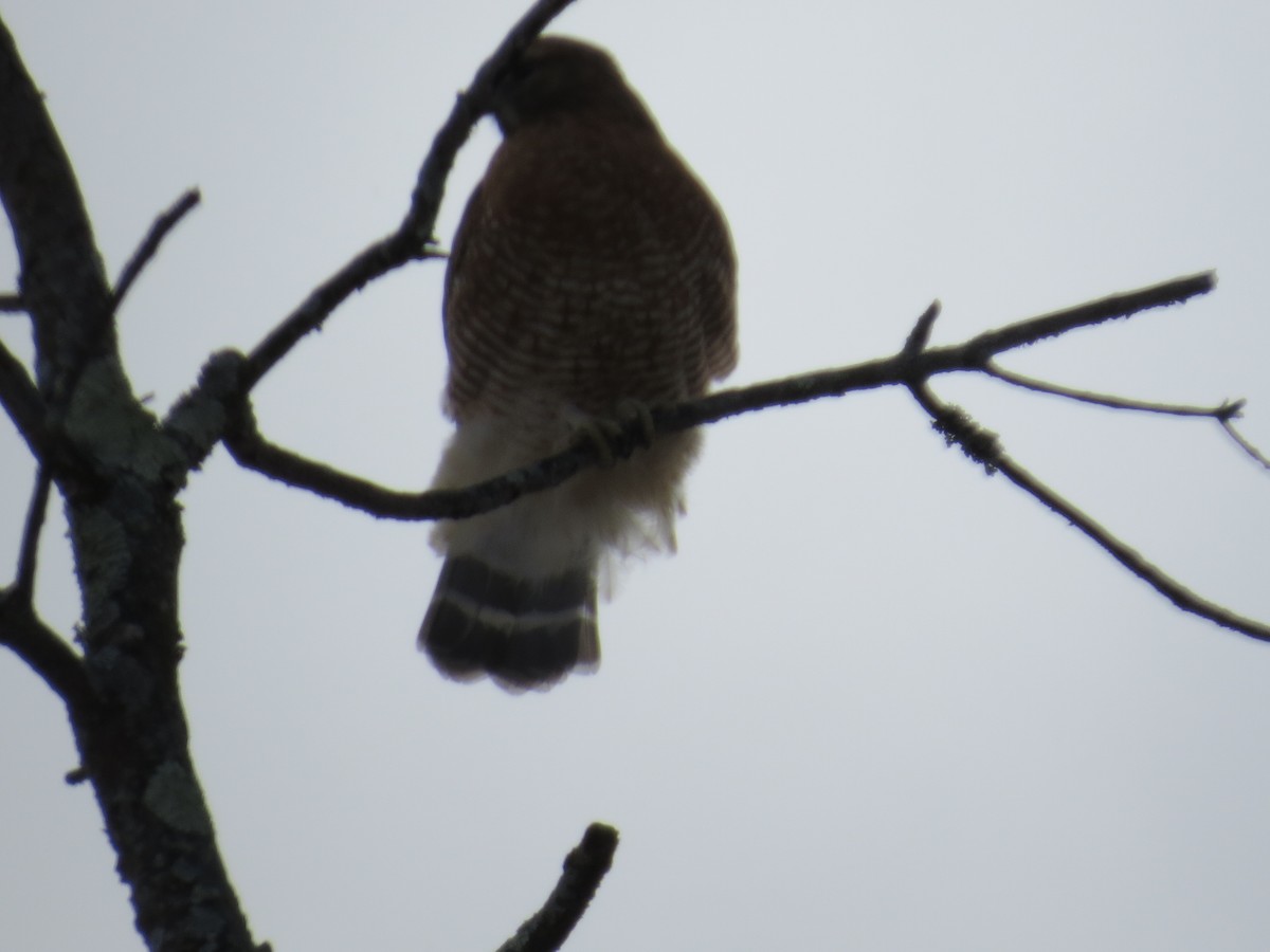 Red-shouldered Hawk - ML646965372