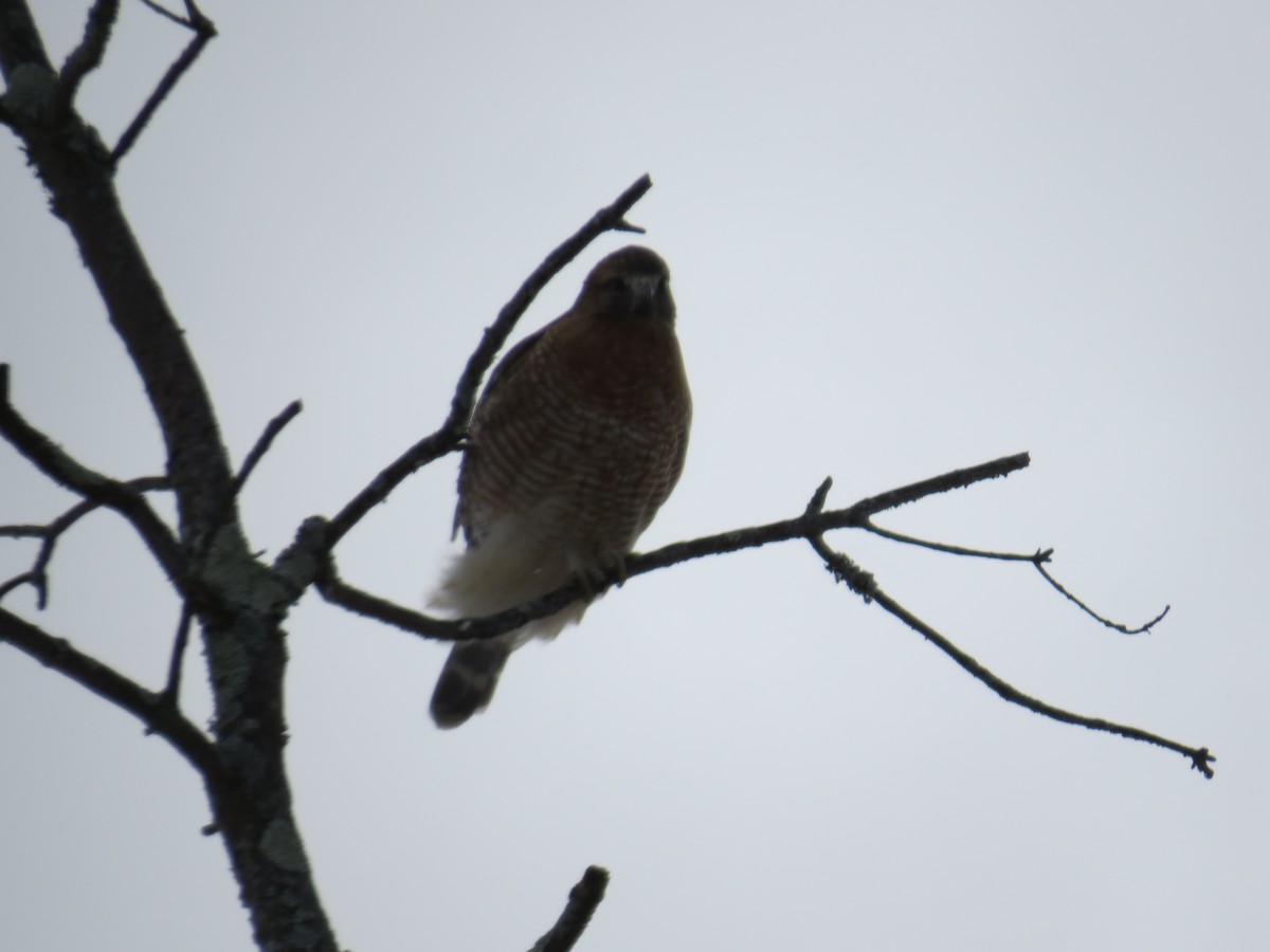 Red-shouldered Hawk - ML646965373