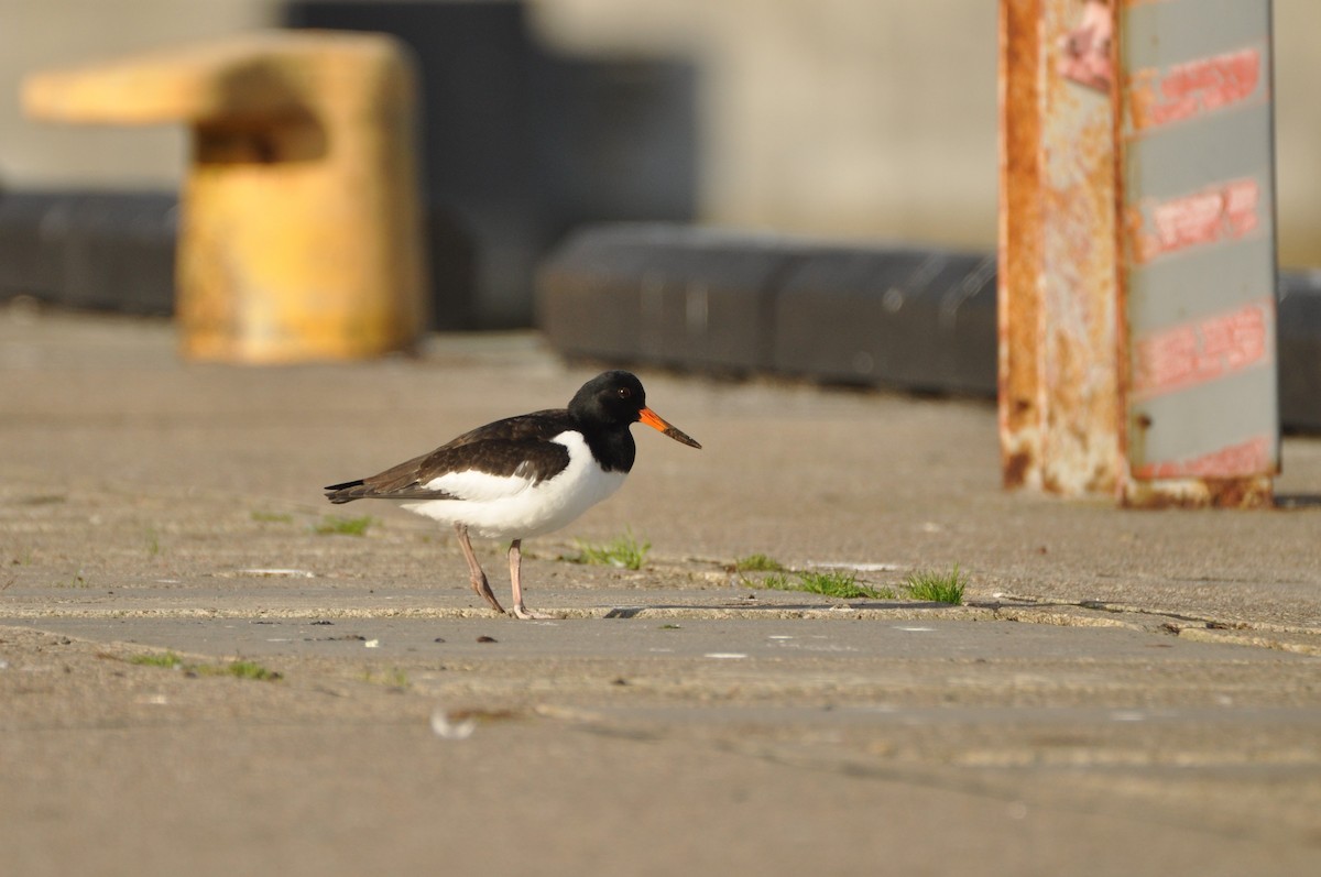 Eurasian Oystercatcher - ML646965374