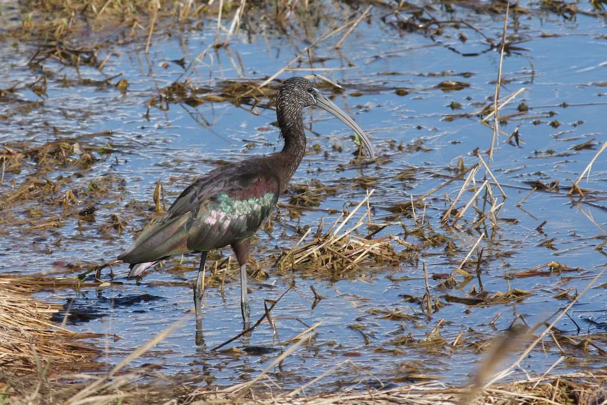 Glossy Ibis - ML646965375