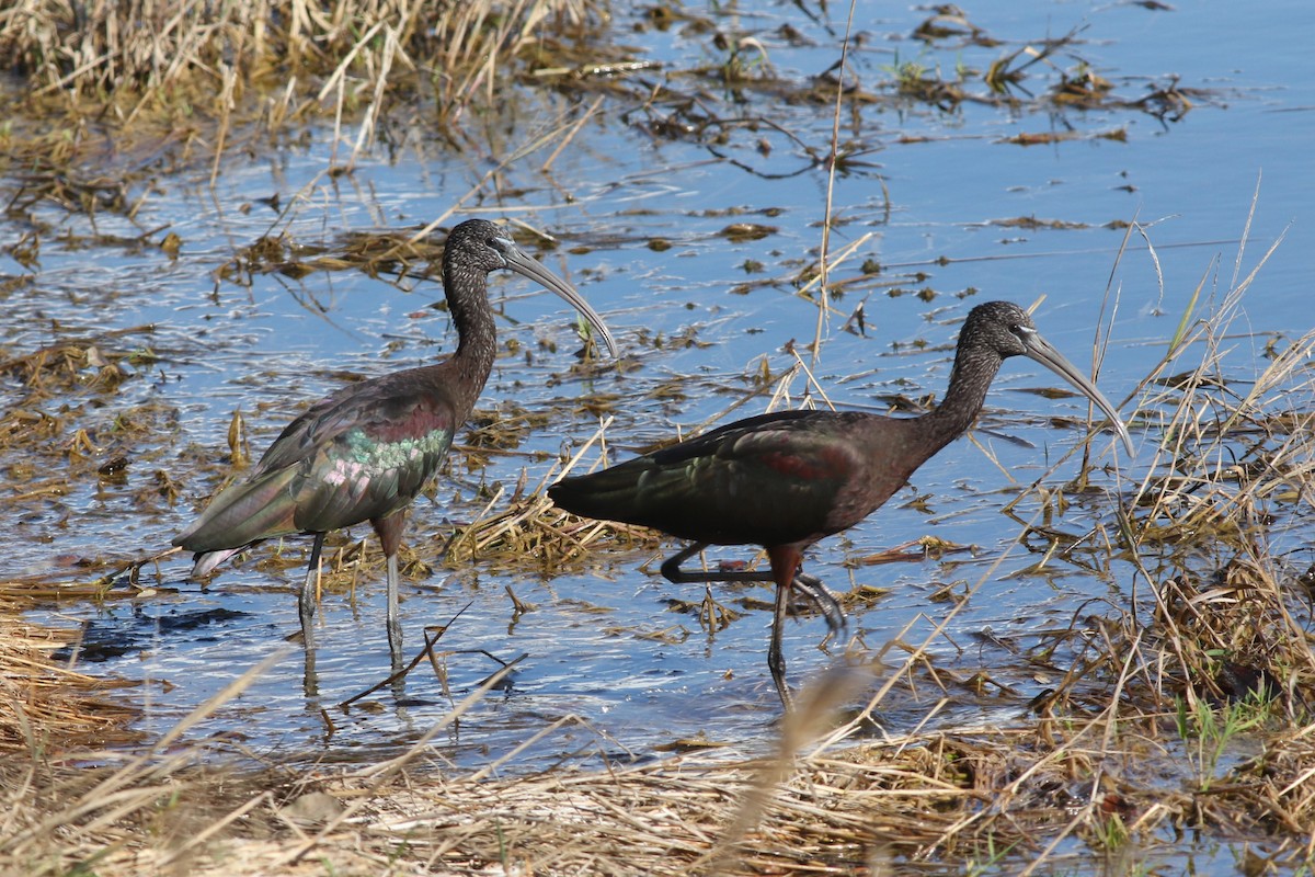 Glossy Ibis - ML646965376