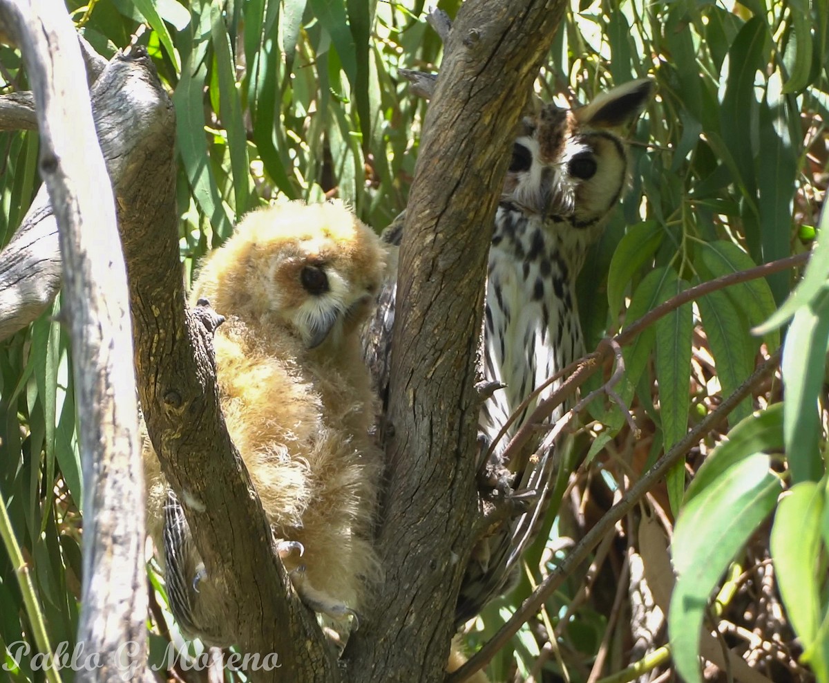 kalous proužkovaný - ML646965377