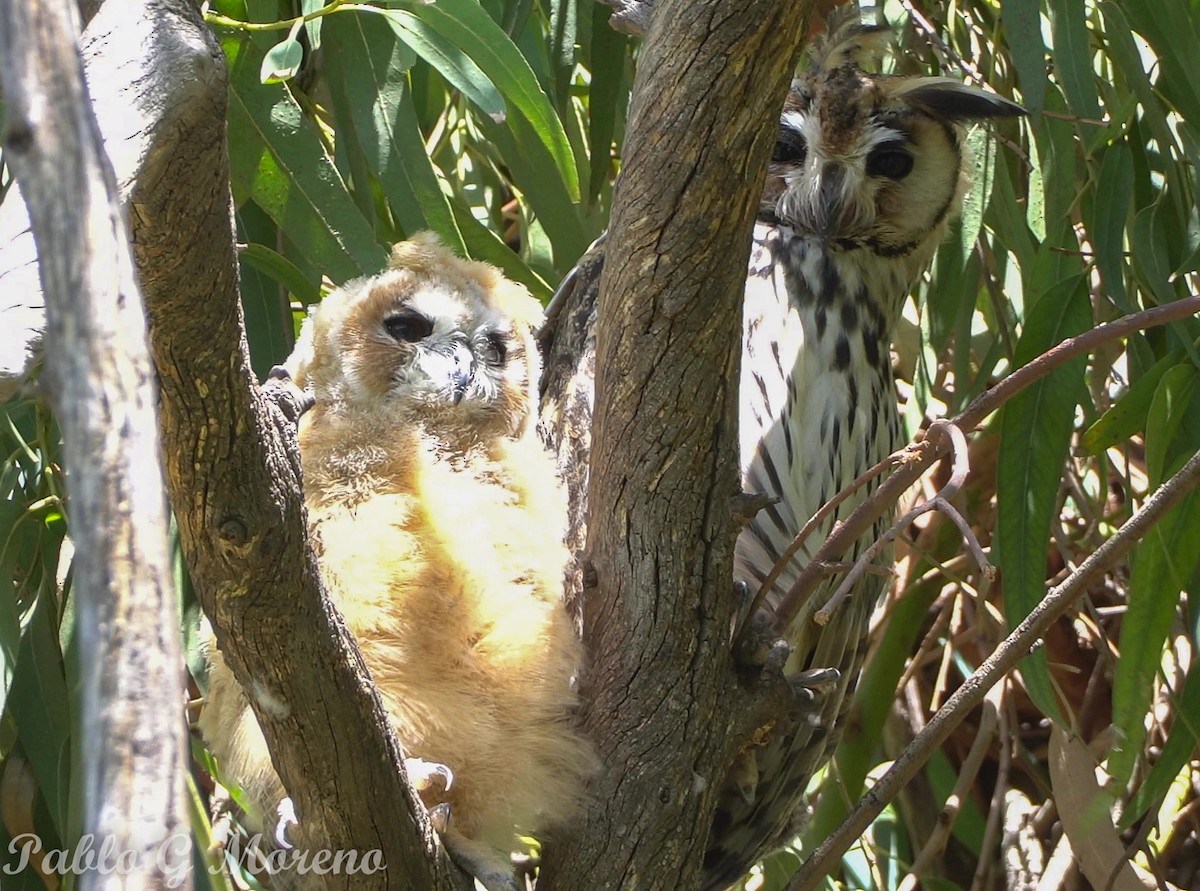 kalous proužkovaný - ML646965378