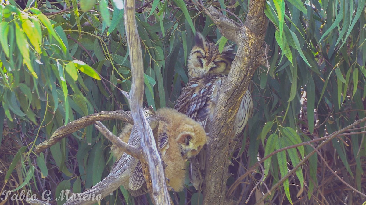 kalous proužkovaný - ML646965379