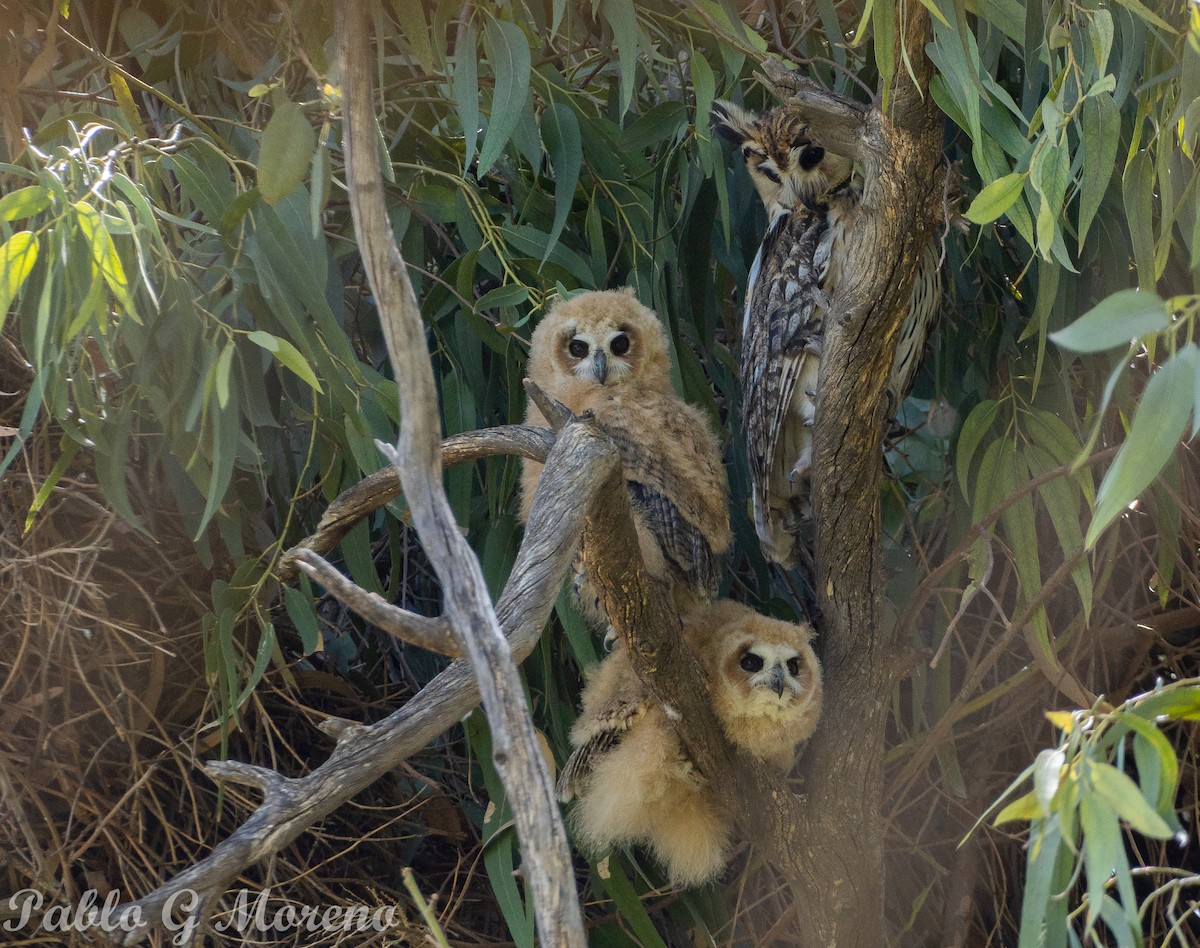 kalous proužkovaný - ML646965380