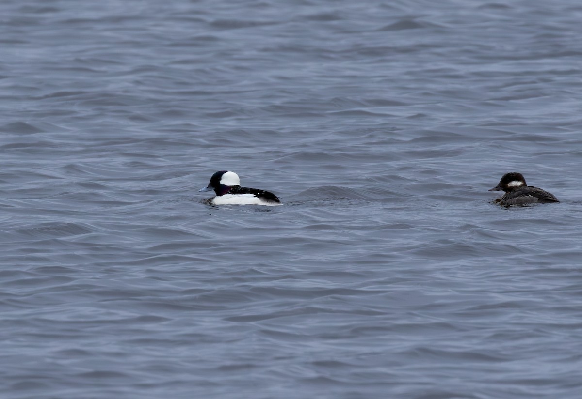 bøffeland - ML646965381