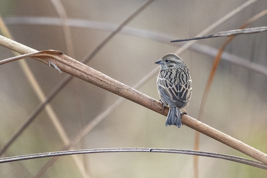 Rock Bunting - ML646965382
