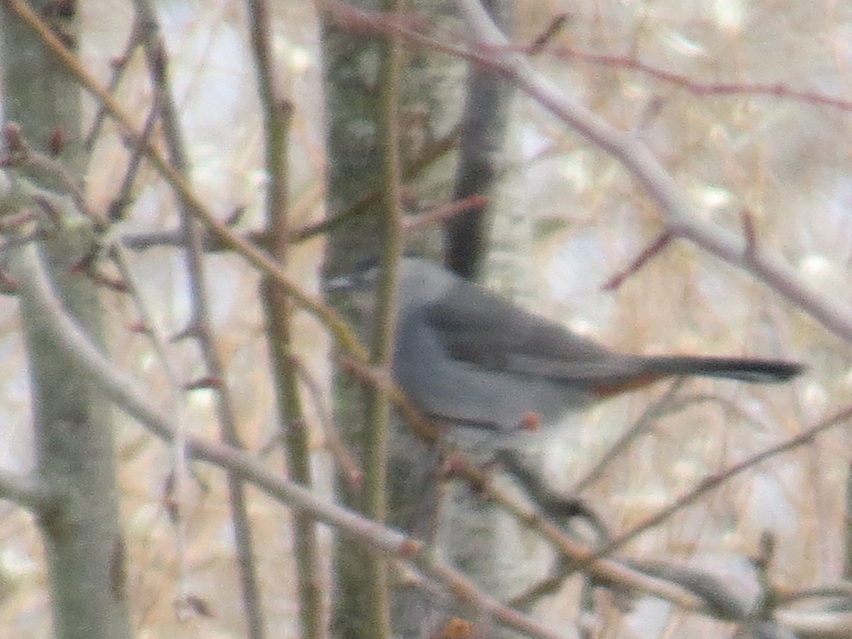 Gray Catbird - ML646965383
