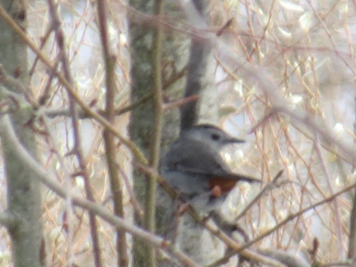 Gray Catbird - ML646965384