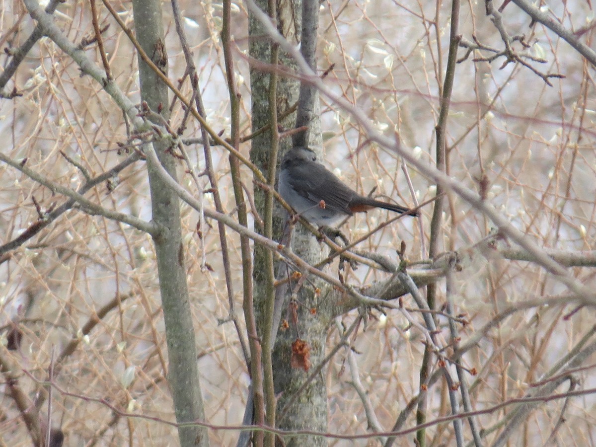 Gray Catbird - ML646965385