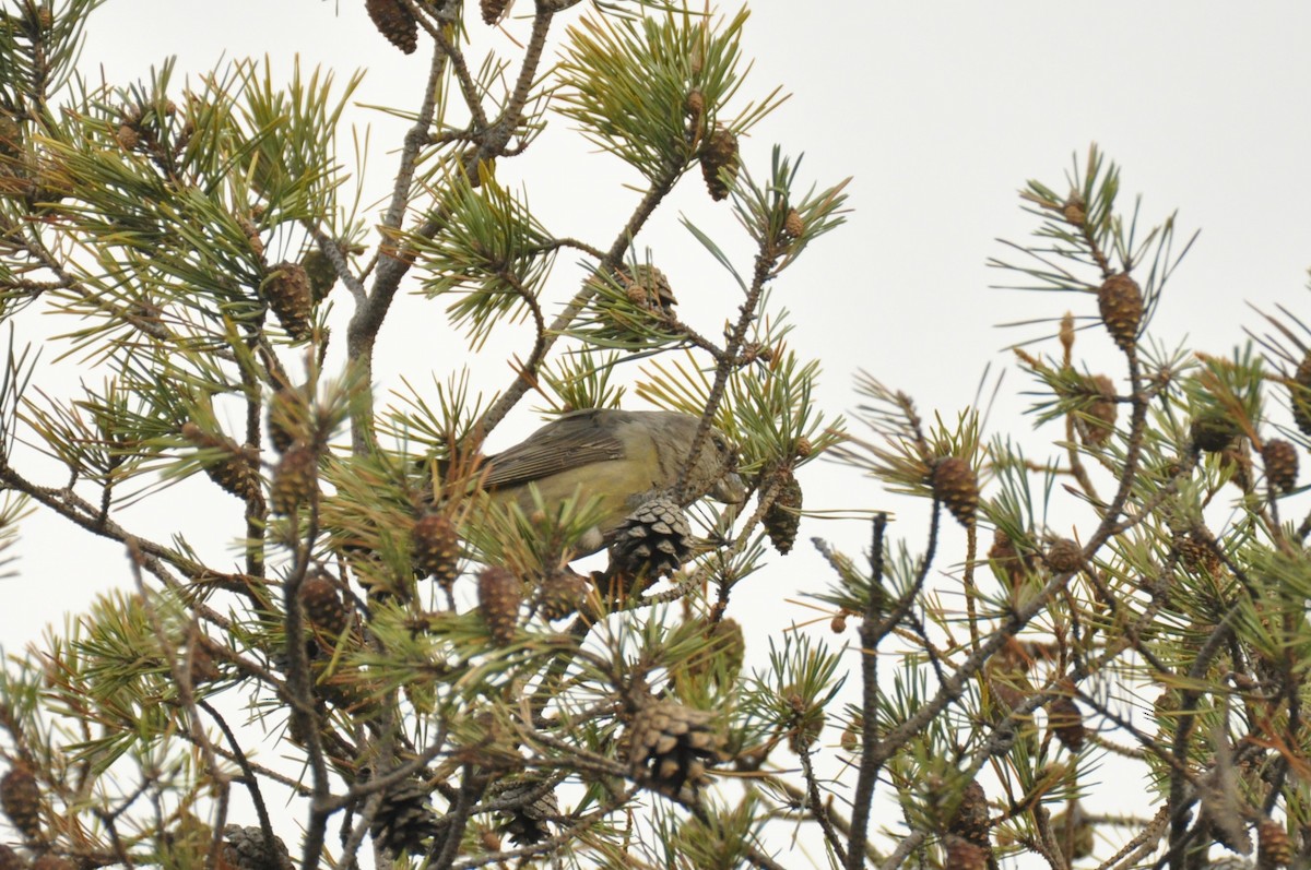 Parrot Crossbill - ML646965386