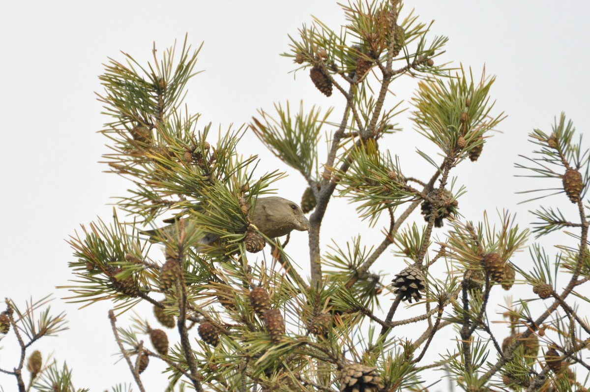 Parrot Crossbill - ML646965387