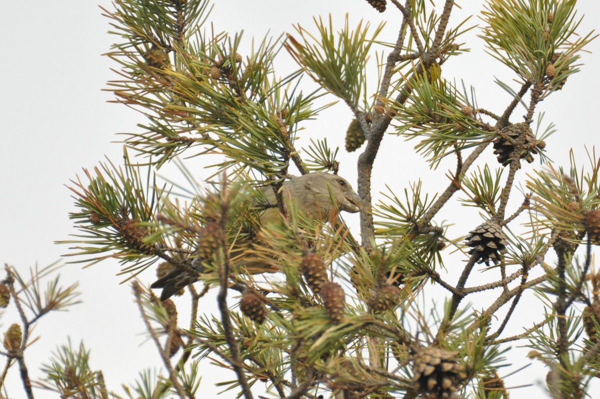 Parrot Crossbill - ML646965389