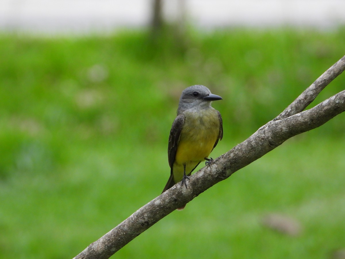 Tropical Kingbird - ML646965390