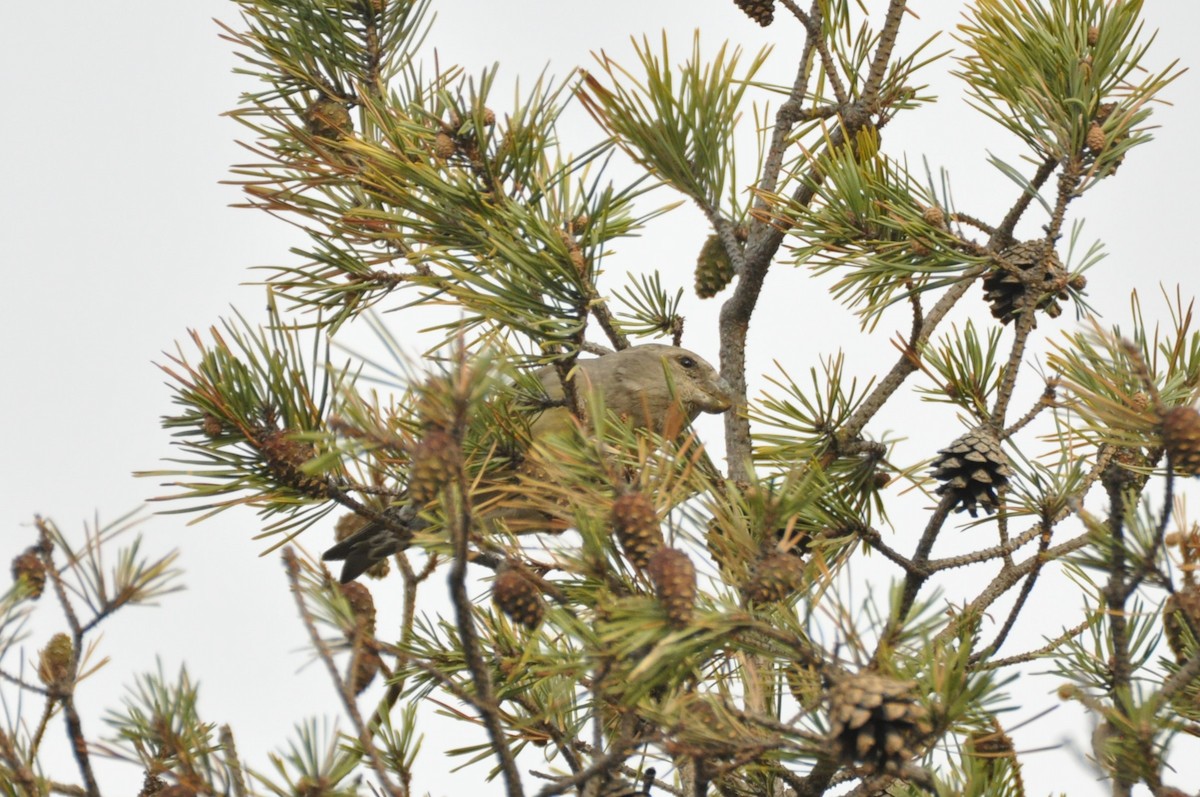 Parrot Crossbill - ML646965391