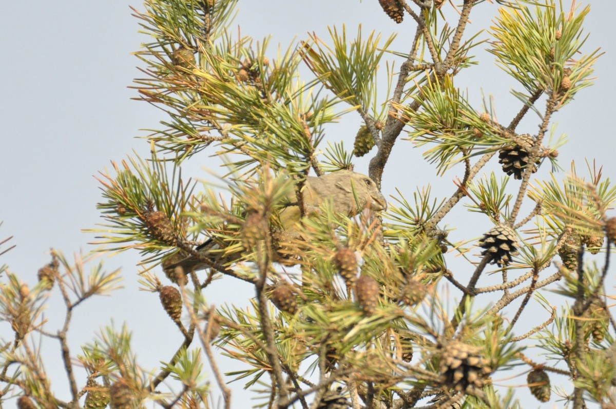 Parrot Crossbill - ML646965392