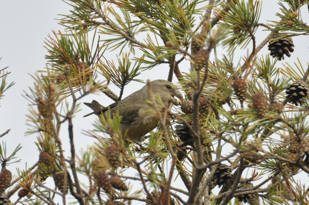 Parrot Crossbill - ML646965393