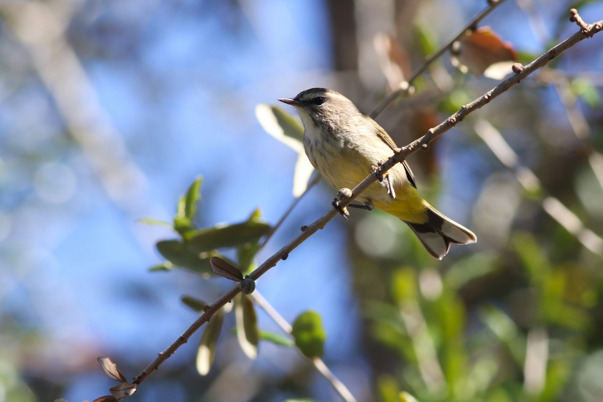 Palm Warbler - ML646965394