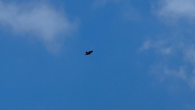 דיה שחורה - ML646965396