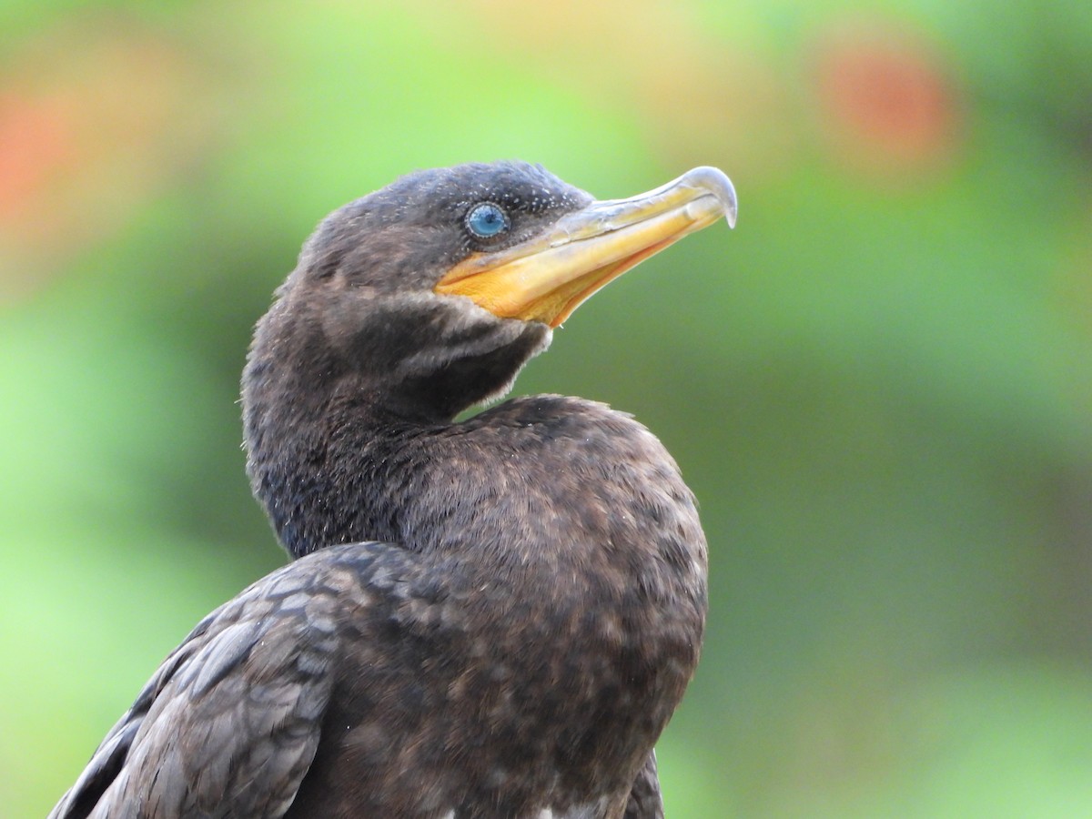 Neotropic Cormorant - ML646965397