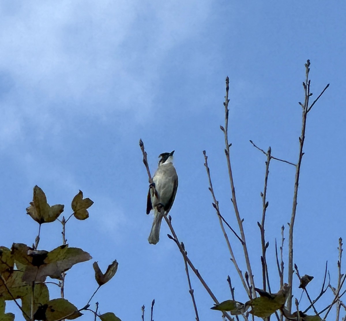 Нангиад бөлбөл - ML646965398