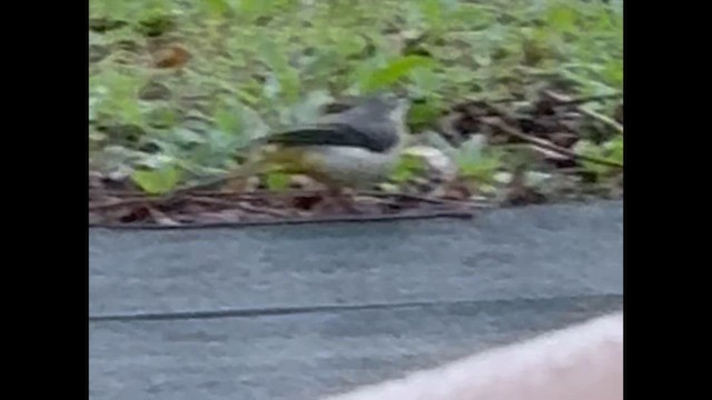 נחליאלי זנבתן - ML646965400