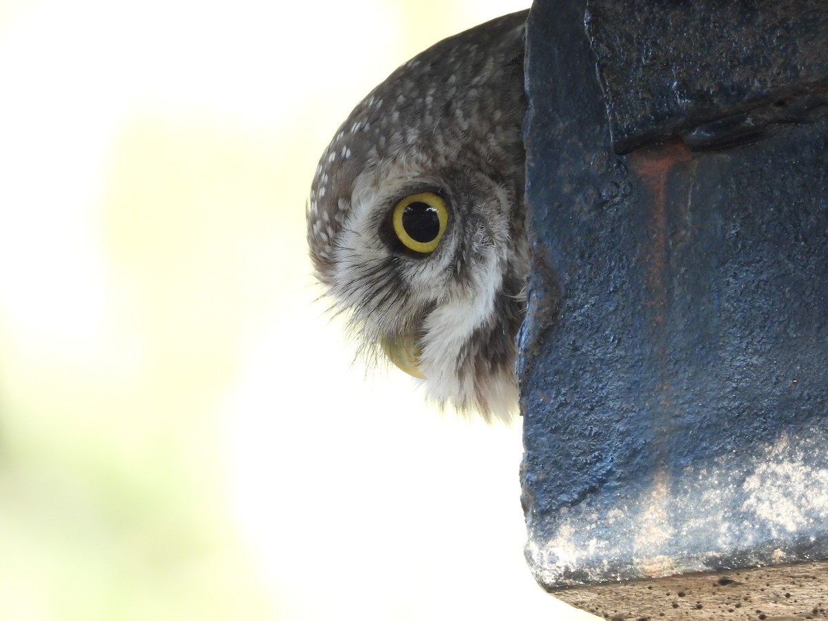 Spotted Owlet - ML646965403