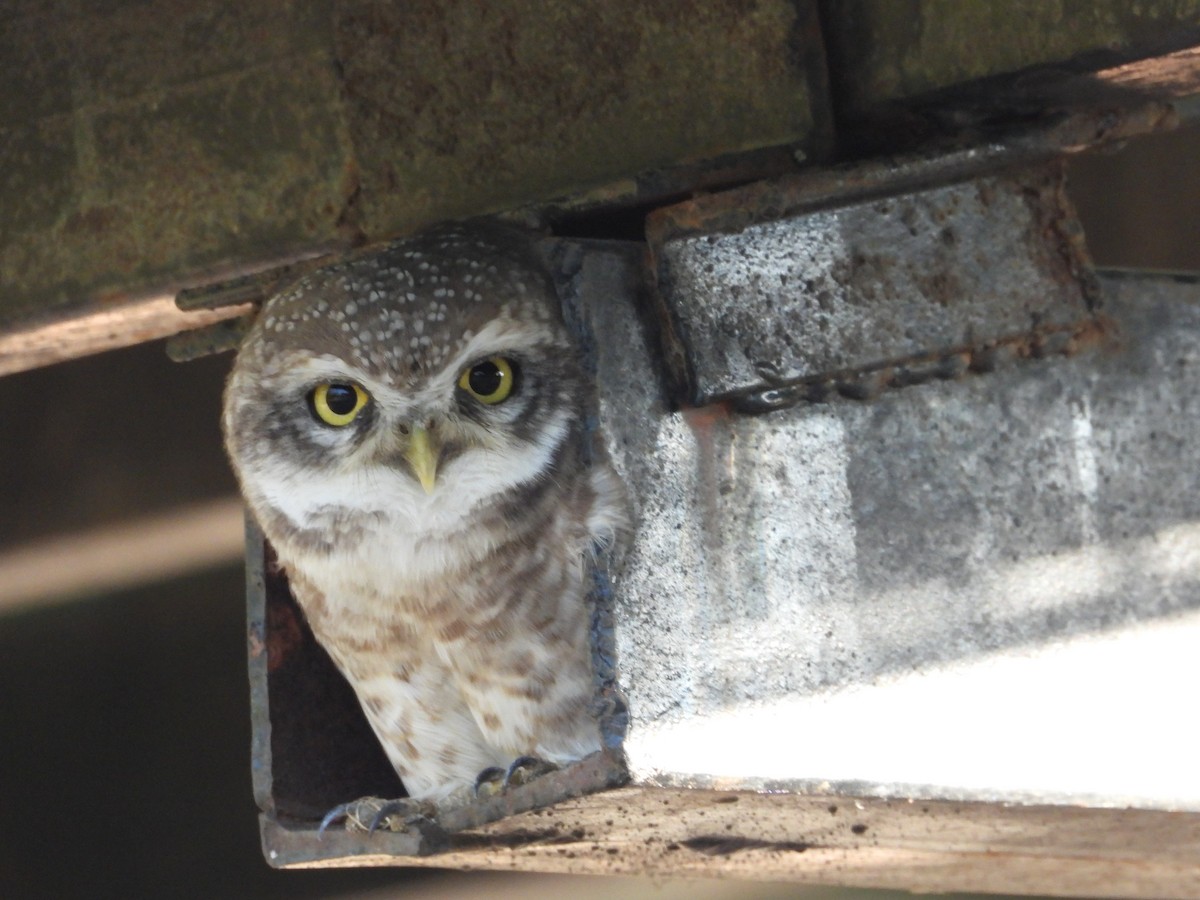Spotted Owlet - ML646965404