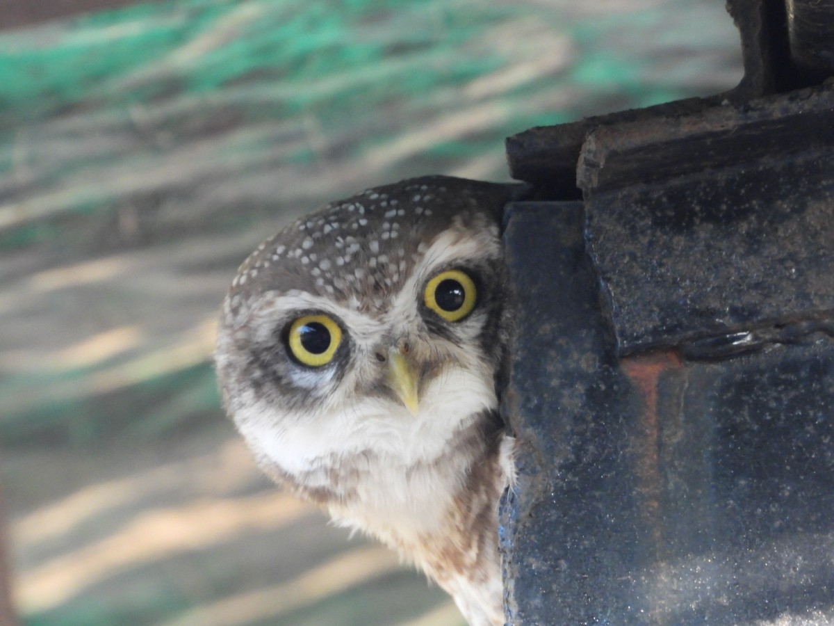 Spotted Owlet - ML646965405
