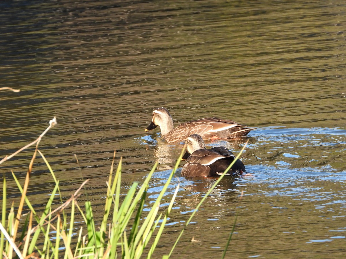 Eastern Spot-billed Duck - ML646965406