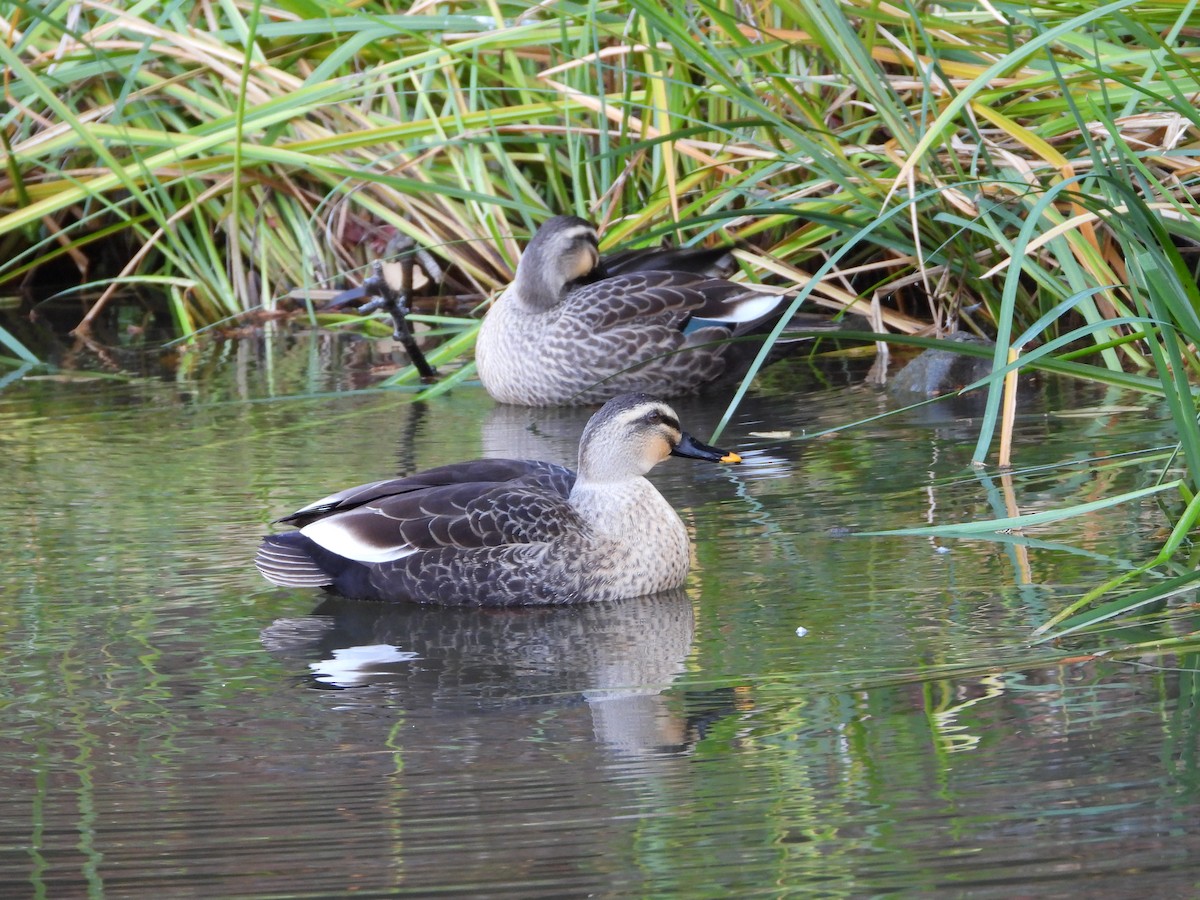 Eastern Spot-billed Duck - ML646965407