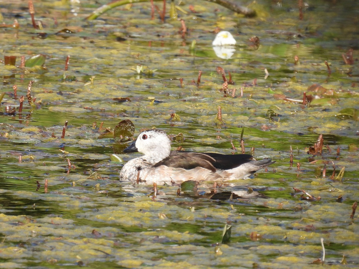 棉鴨 - ML646965408