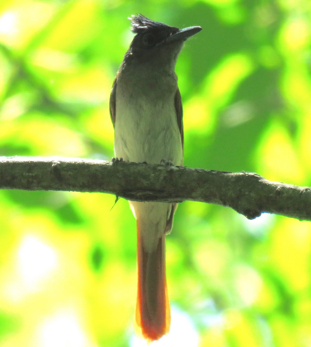 Indian Paradise-Flycatcher - ML64696541