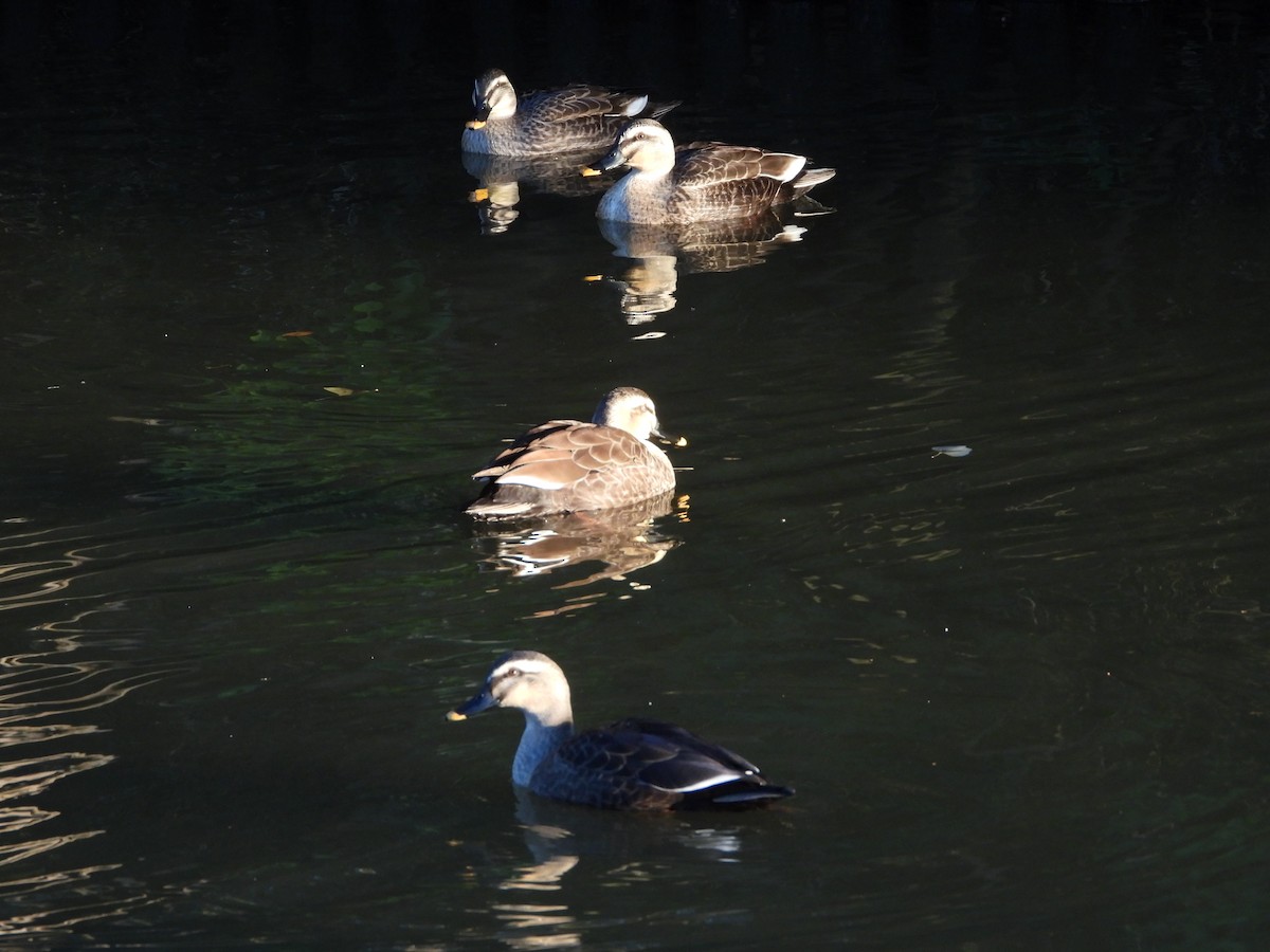 Eastern Spot-billed Duck - ML646965414