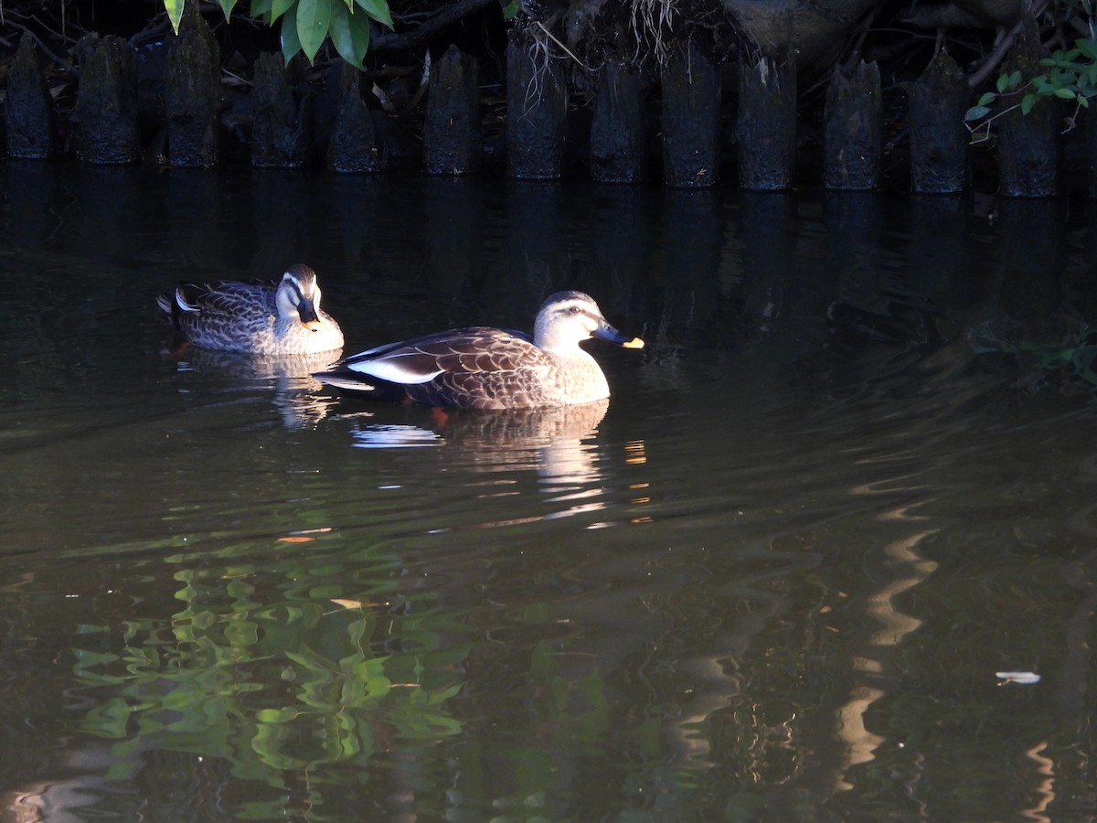 Eastern Spot-billed Duck - ML646965415