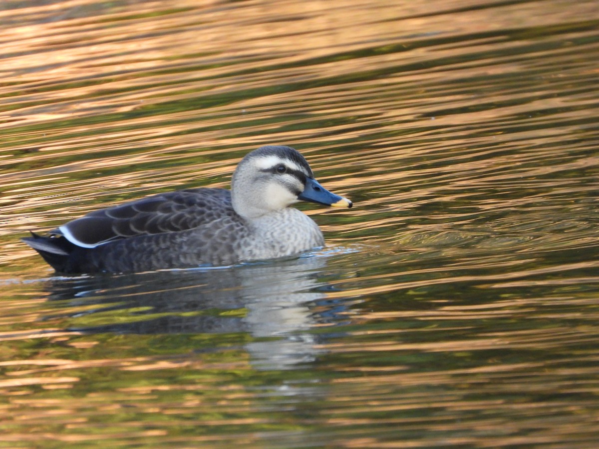 Eastern Spot-billed Duck - ML646965416