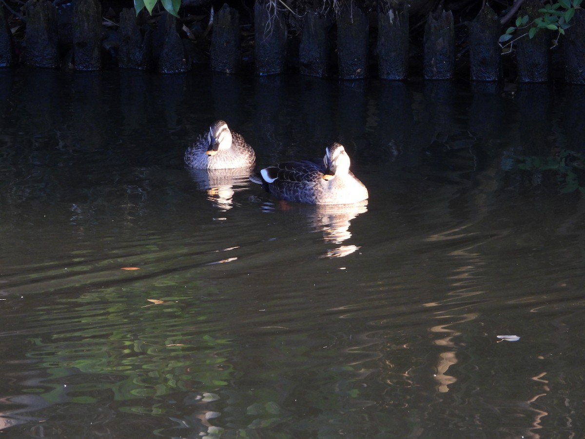 Eastern Spot-billed Duck - ML646965417
