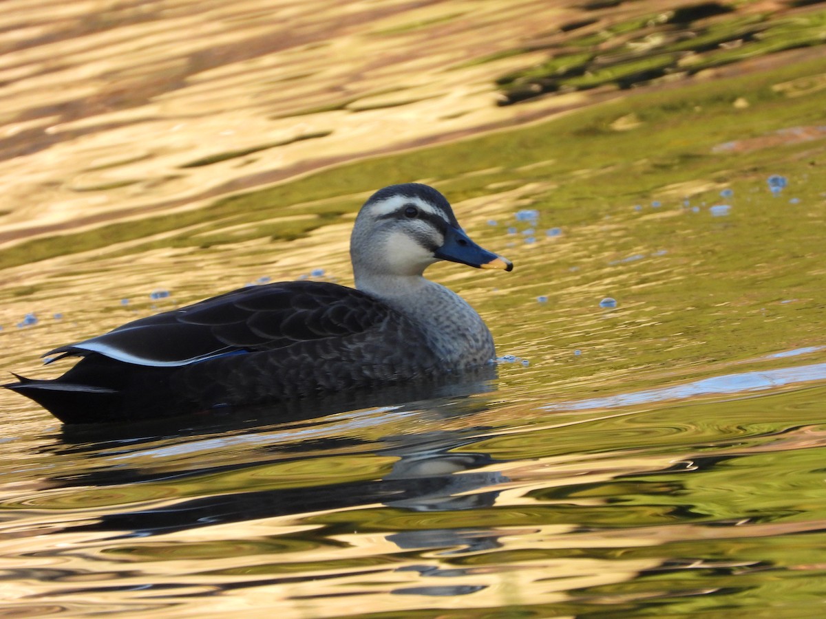Eastern Spot-billed Duck - ML646965418