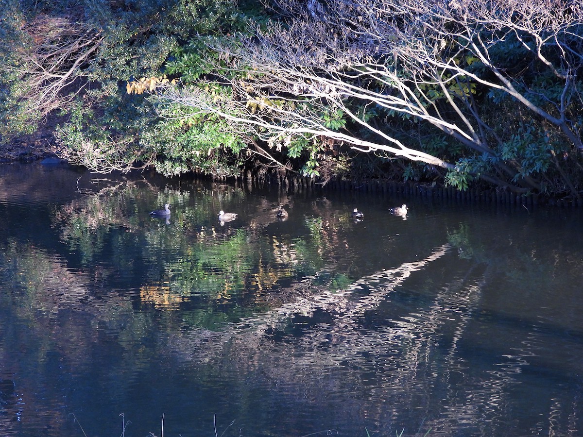 Eastern Spot-billed Duck - ML646965419