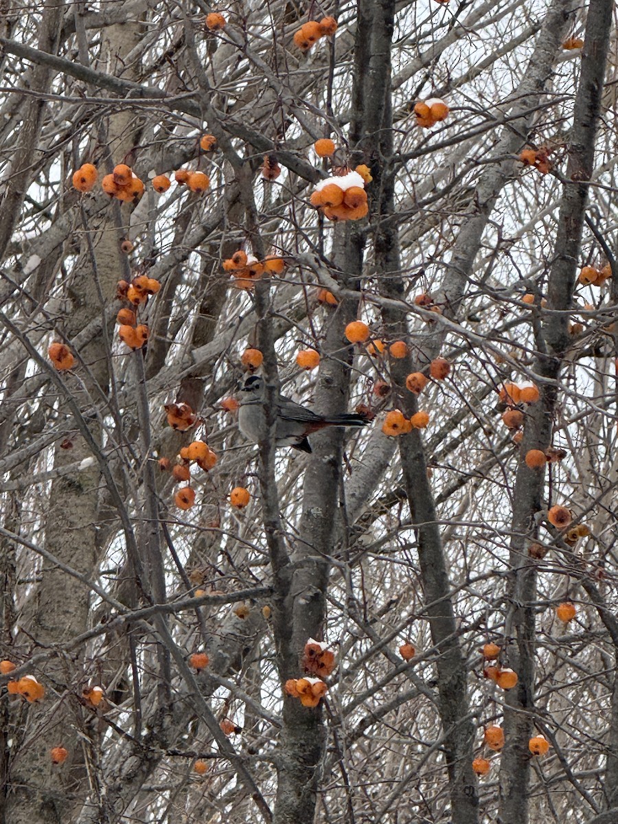ימימן אמריקני - ML646965422