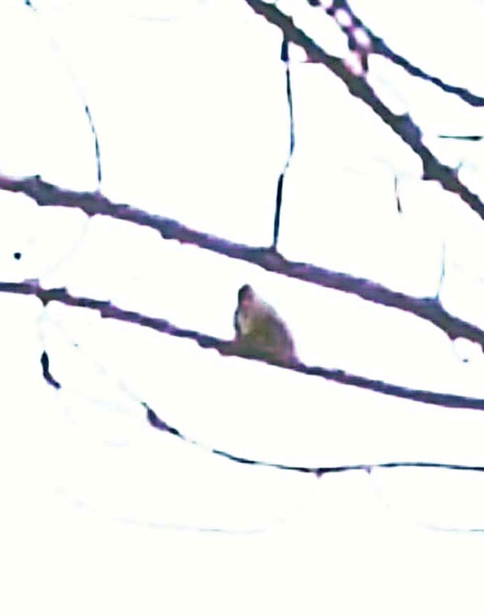 tanımsız Fringillidae sp. - ML646965424