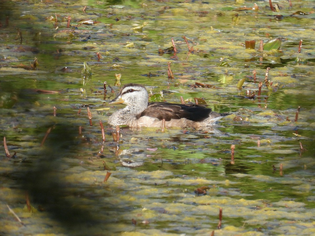 棉鴨 - ML646965430