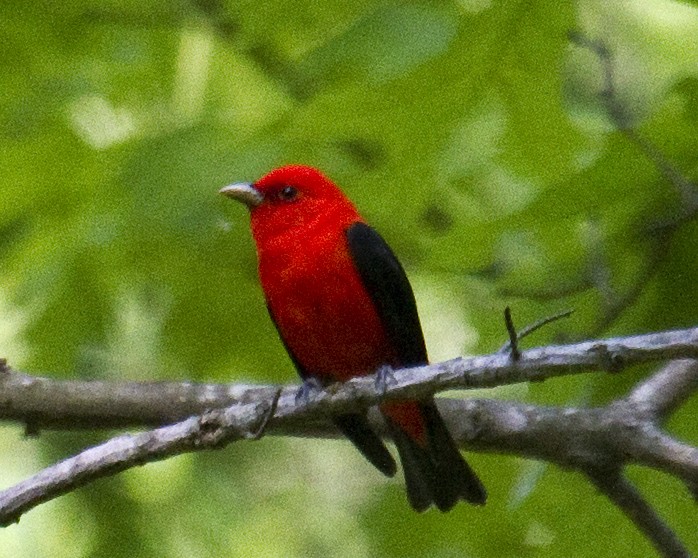 Scarlet Tanager - ML646965444