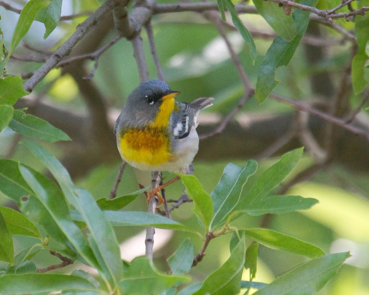 Northern Parula - ML646965449