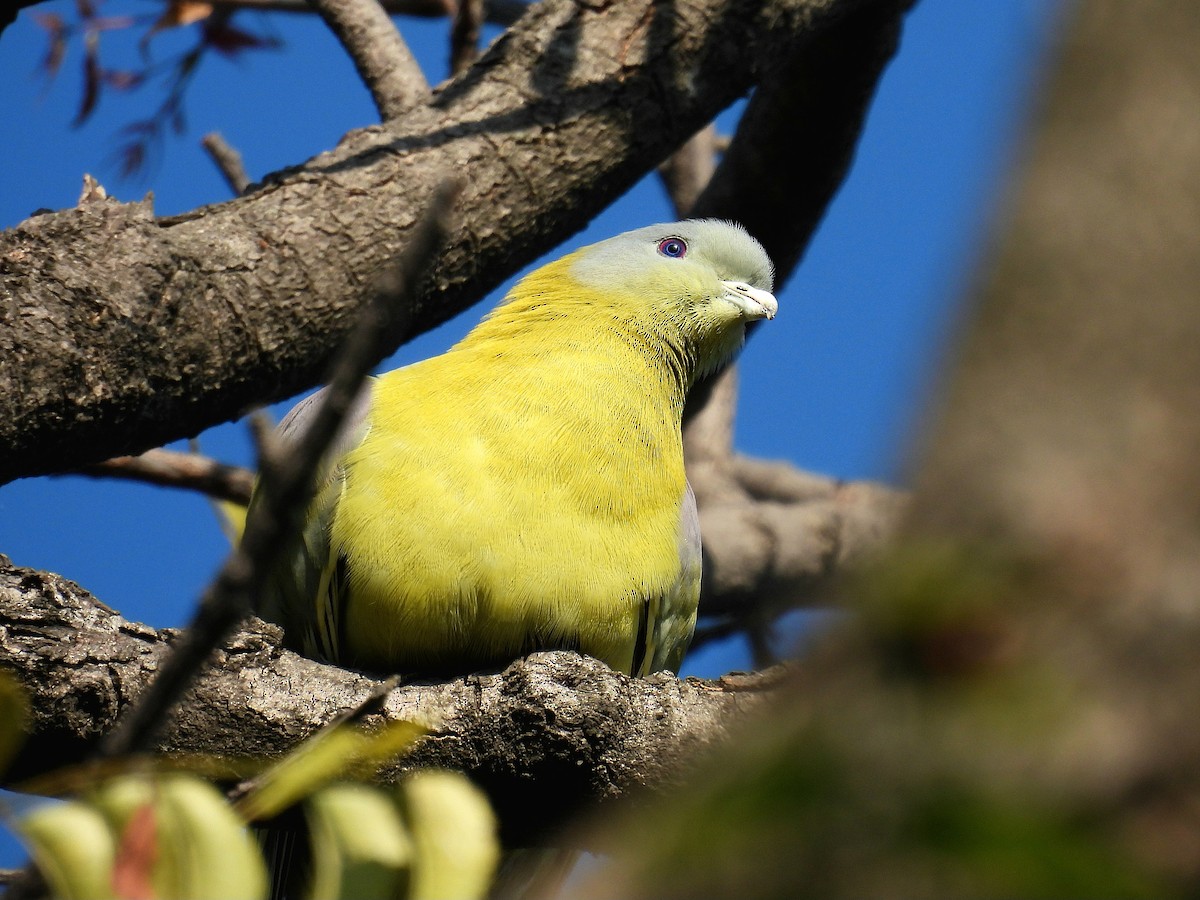 Yellow-footed Green-Pigeon - ML646965450