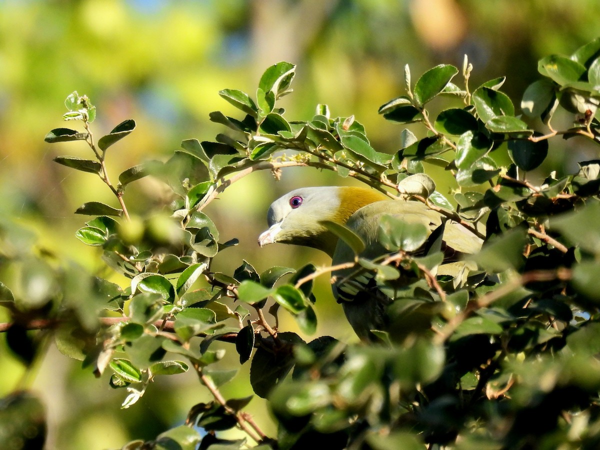 Yellow-footed Green-Pigeon - ML646965451