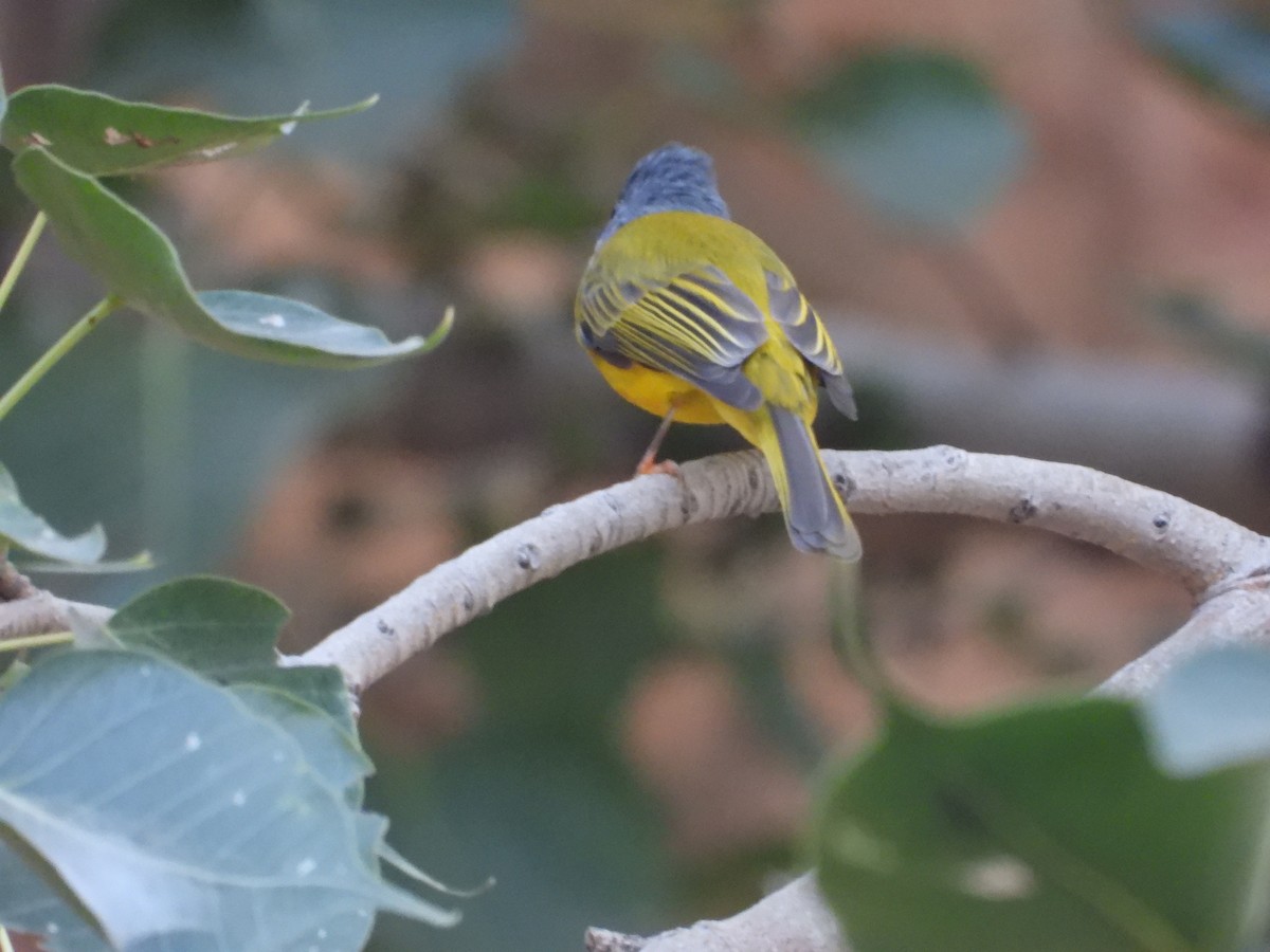 Gray-headed Canary-Flycatcher - ML646965452